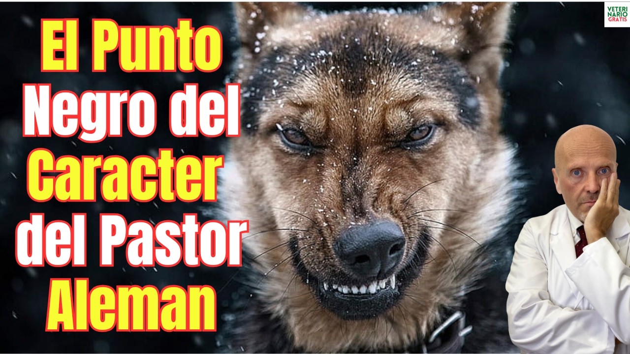 🐕⚠️ ESTE PUNTO NEGRO DEL CARACTER DEL PERRO PASTOR ALEMAN HACE QUE NO TE LO ACONSEJE 🐕⚠️