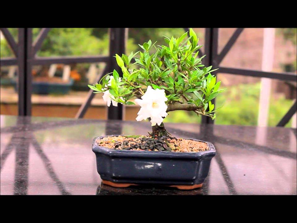 Jasmim 06 anos - Ideal Bonsai