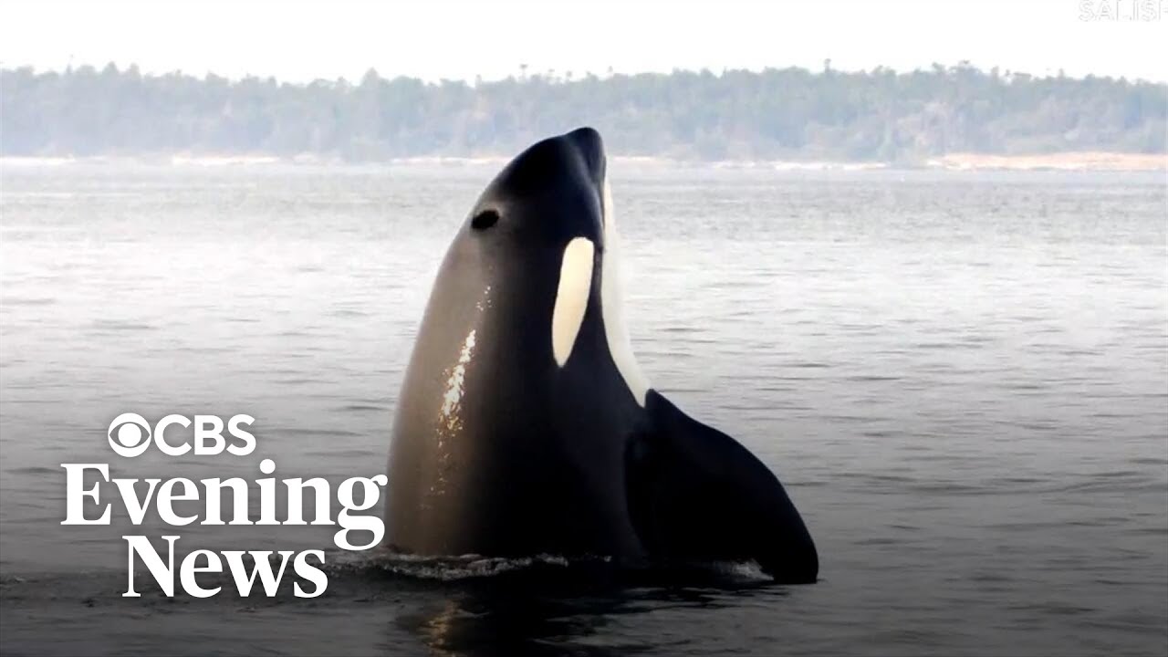 Puget Sound orca pod threatened by salmon decline
