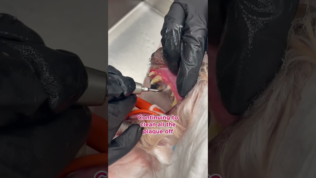 Dog dental cleaning #dogs #vetadvice #vetcare #doghealth #doglover #dogshorts #veterinary
