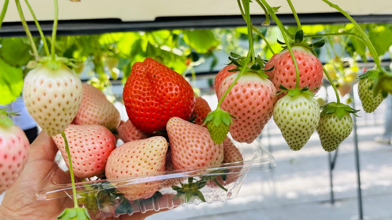 กินบุฟเฟ่ต์￼สตอเบอรี่หลากหลายสายพันธุ์ ￼2025