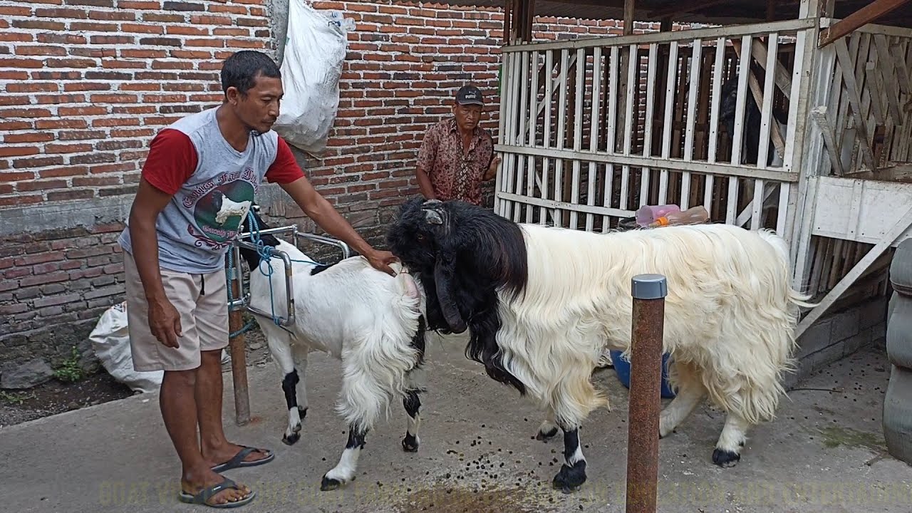 Long Hair Goat crosses etawa goat in village farm | Goat Farm in village