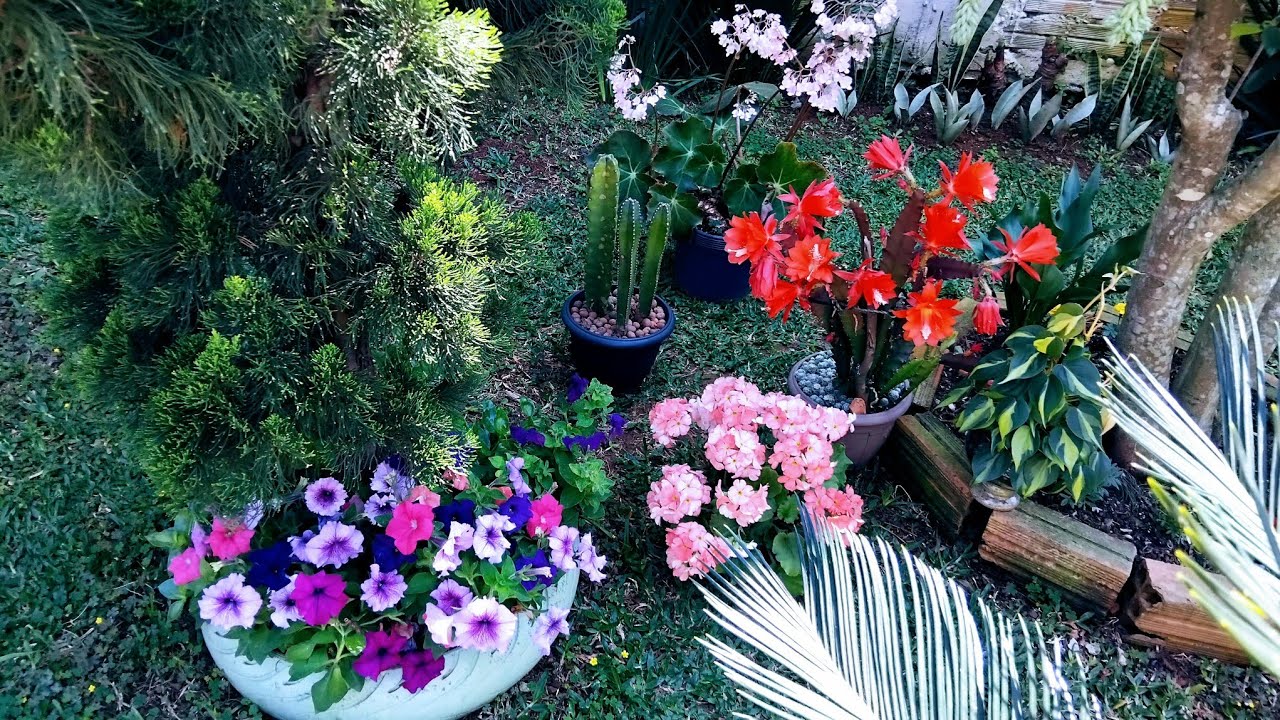 As mais lindas flores do mês meu jardim  tem  umas que nunca floriu ⚘️🌿