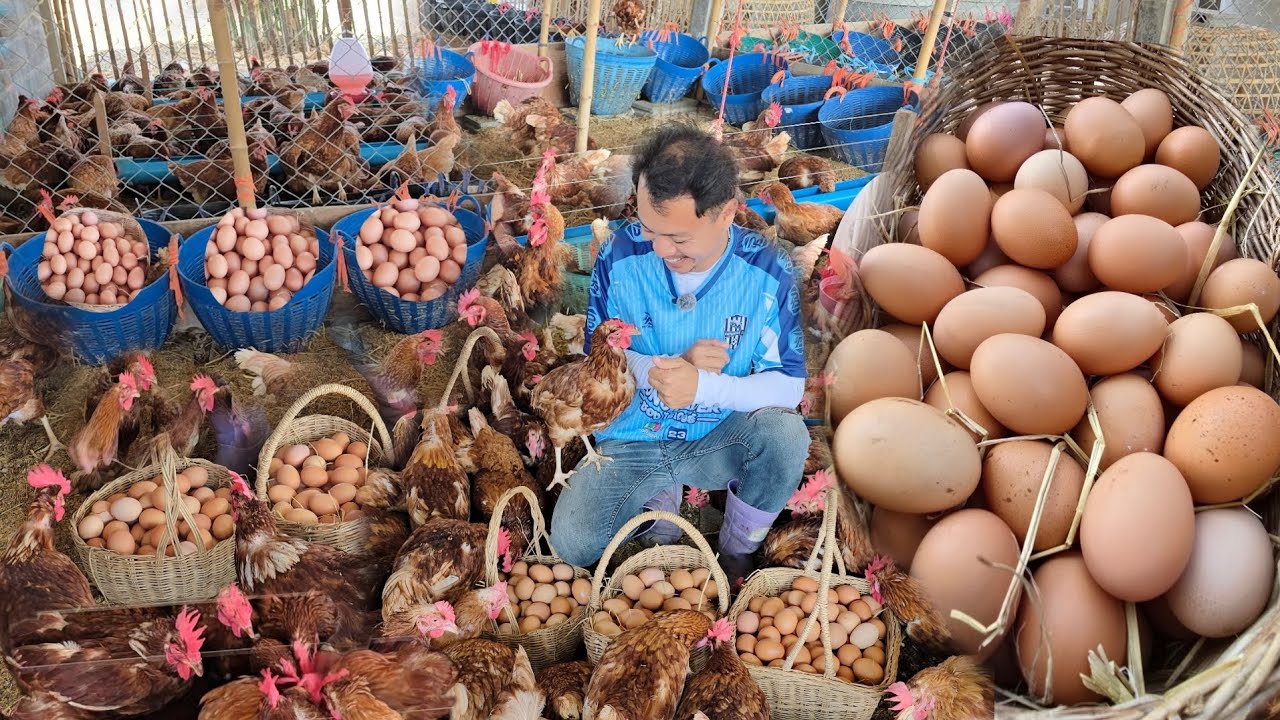 เลี้ยงไก่ไข่ลงทุน2หมื่นบาท🐤🐣มีรายได้ไม่ขาดวันละ 1000