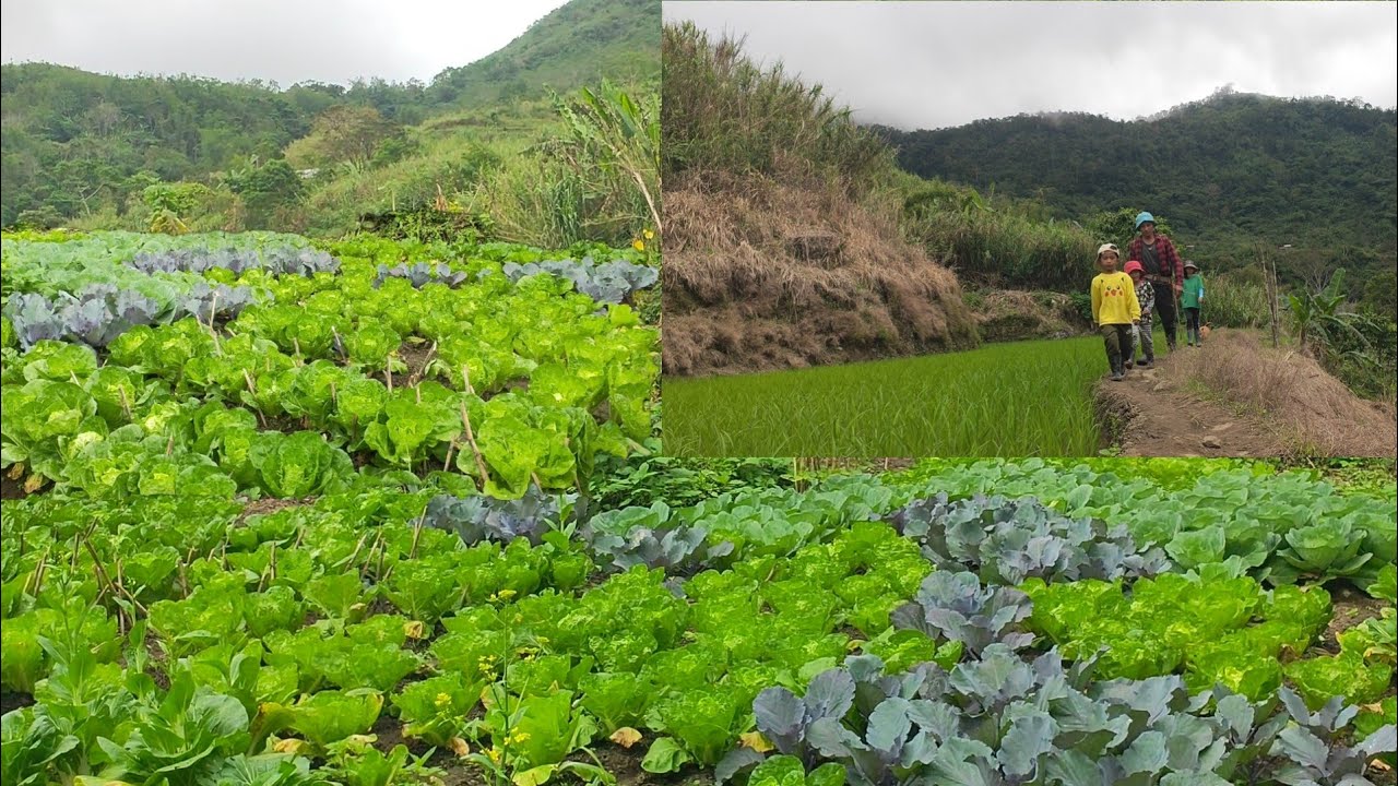 Wandering through an amazing vegetable garden