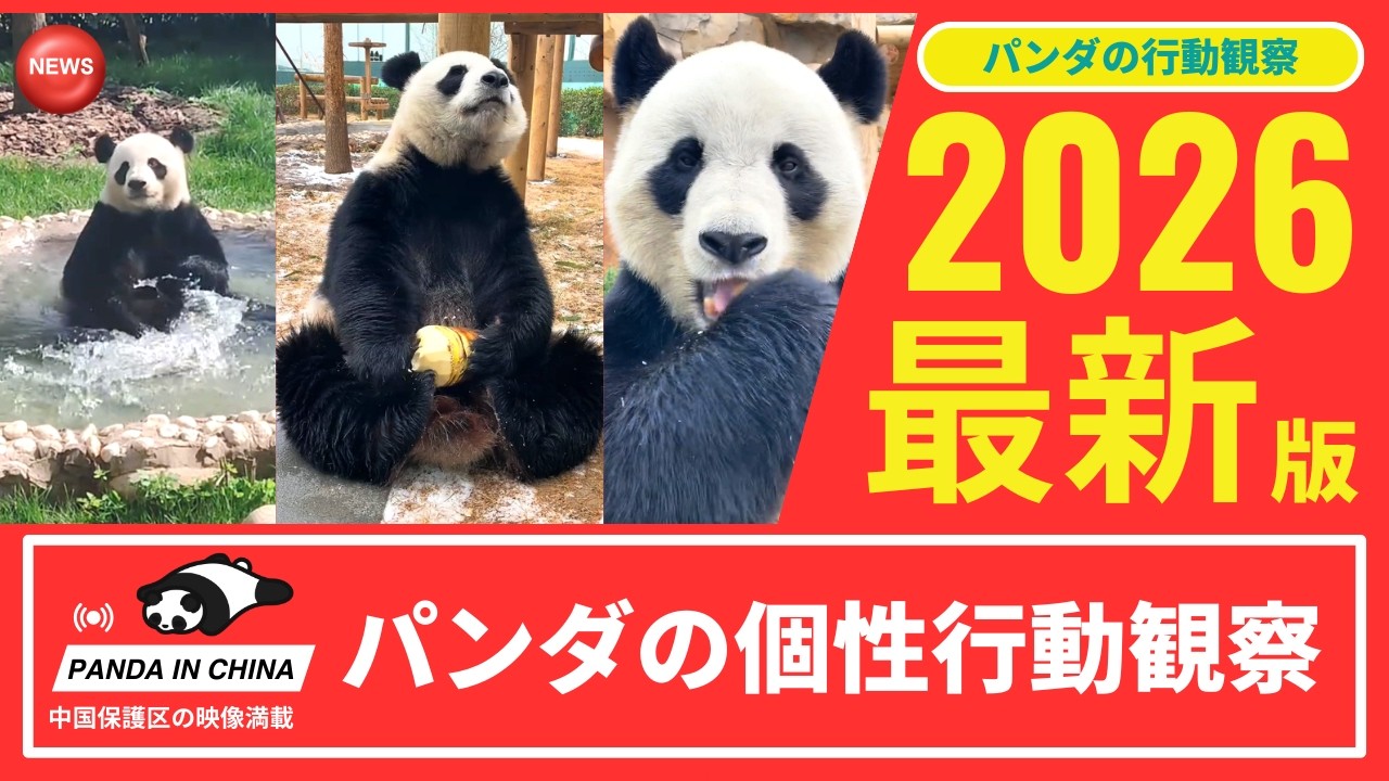 天津のパンダたち｜巧巧の入浴と星美の水遊び！個性あふれる行動観察 タケノコ、プール、入浴タイム！パンダ2頭の暮らし観察 知恵と遊び心 行動から見えるパンダの賢さと魅力 #パンダ