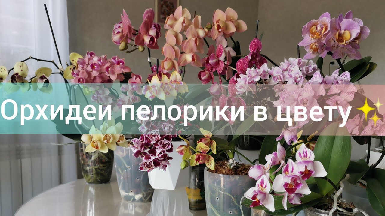 Орхидея пелорик. Моя коллекция пелориков.  Beaumont, Легато, Gypsy festival, Grosseto, Канкун и др.