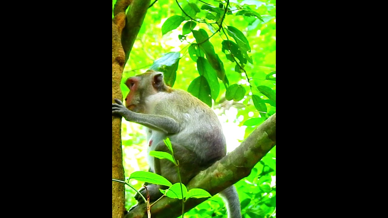 Pity Monkey's Wildlife 289