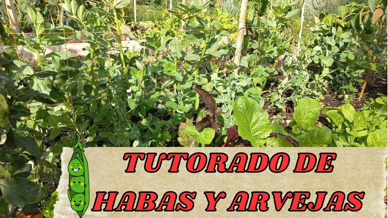 TUTORADO DE HABAS Y ARVEJAS, GERMINACIÓN OTOÑAL