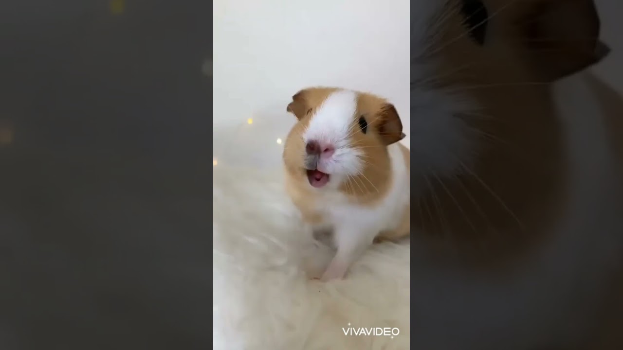 hamster sound wants to eat very cute