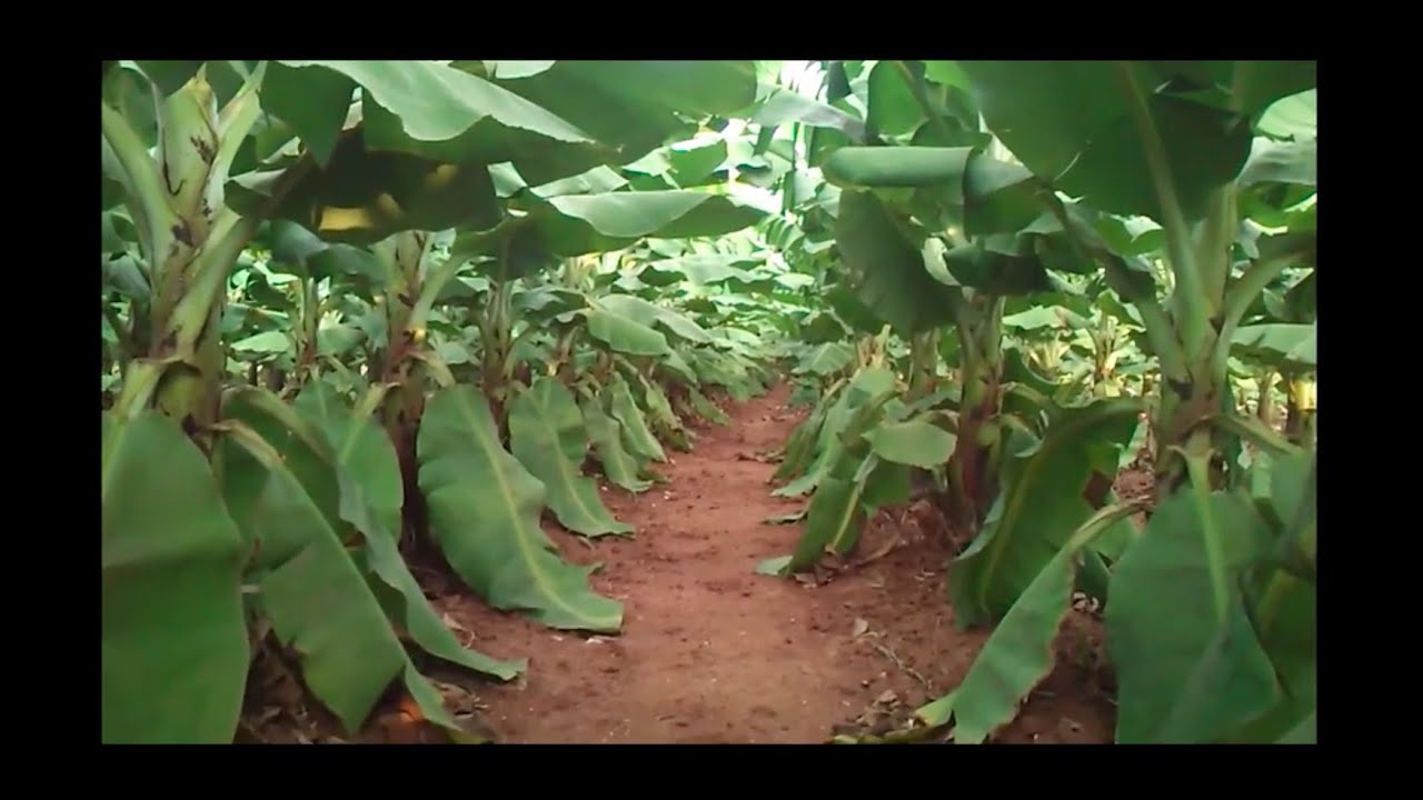 Soul of Krishi : Solution for Calcium deficiency in Banana