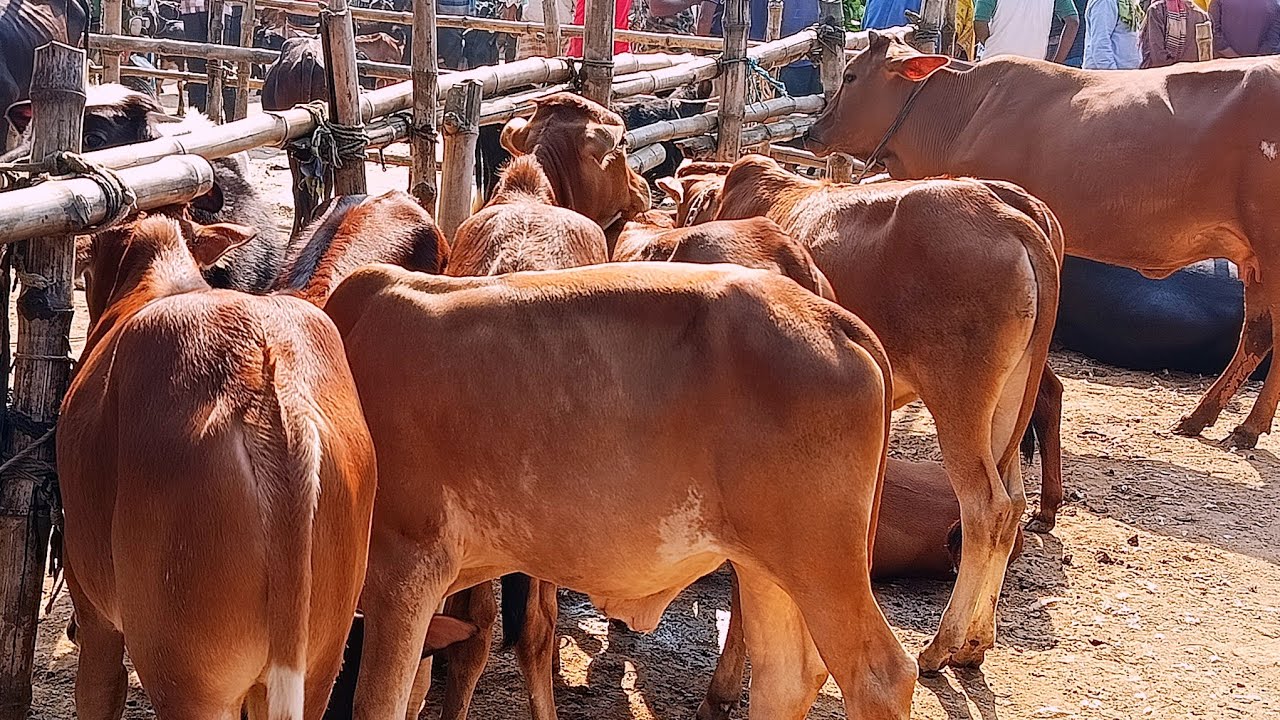 ২৮/০১/২৬/ খামার উপযোগী বকনা ও ষাঁড় বাছুর গরুর দর দাম জানুন জয়পুরহাট গরুর হাটে #বকনা #ষাঁড়