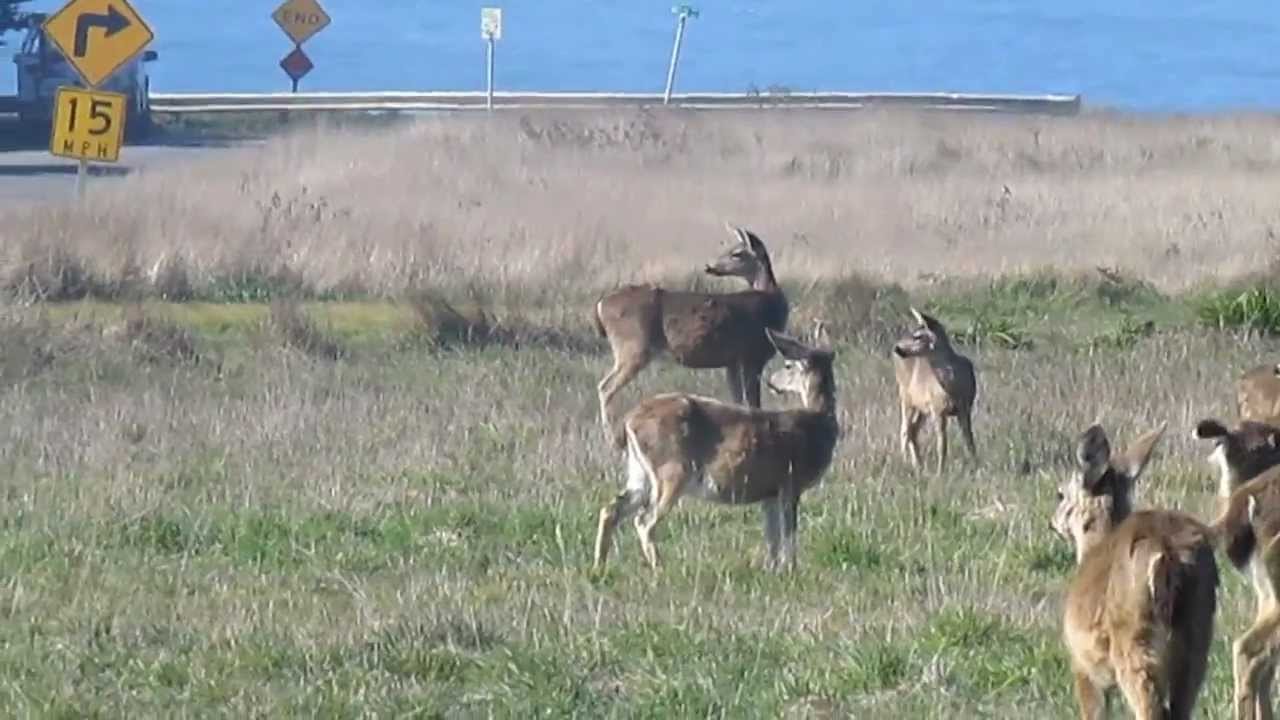 deer near Pacific dont mind people walking close