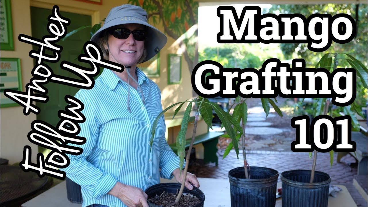 Mango Grafting 101 Follow Up #2