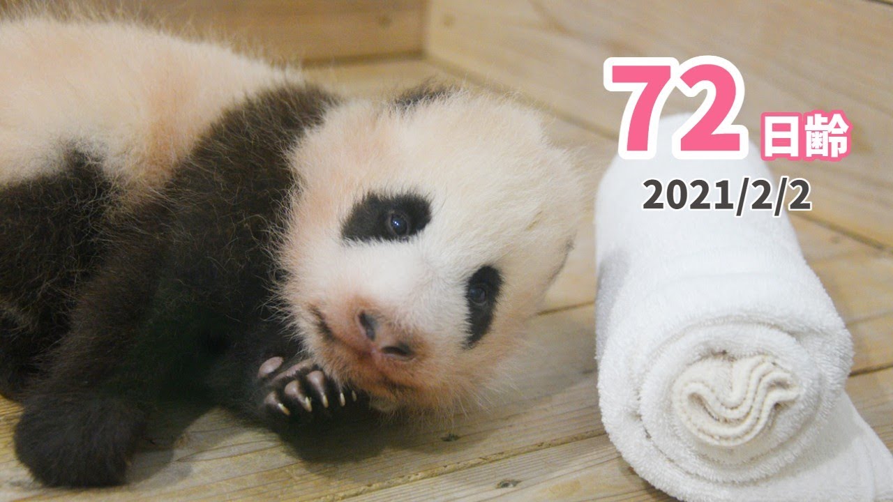 【パンダの赤ちゃん】赤ちゃんもささやかな節分★（72日齢）