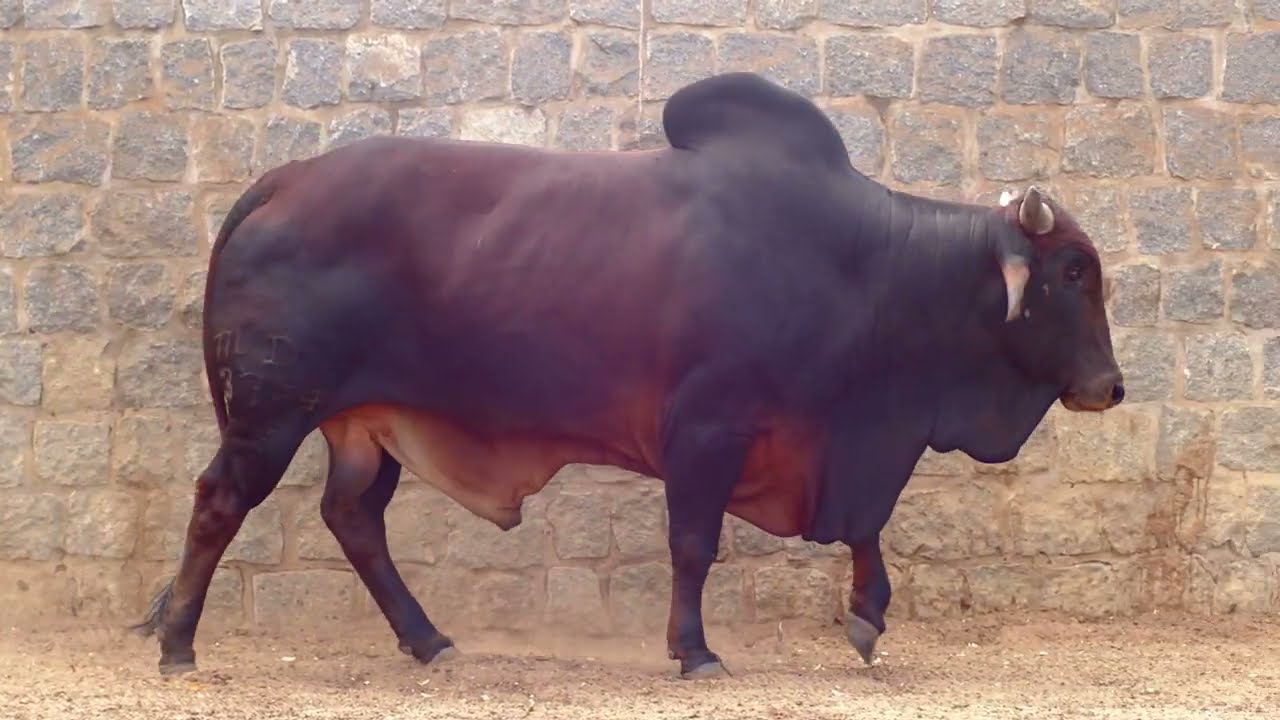 QUEDAÇO FIV - D MDVS 3764