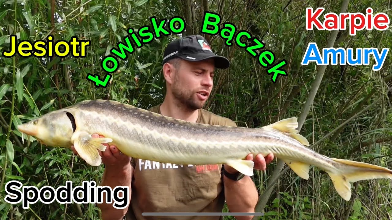 Jesiotr, amury i karpie🔥Łowisko Bączek, Fantazy Baits, Spodding