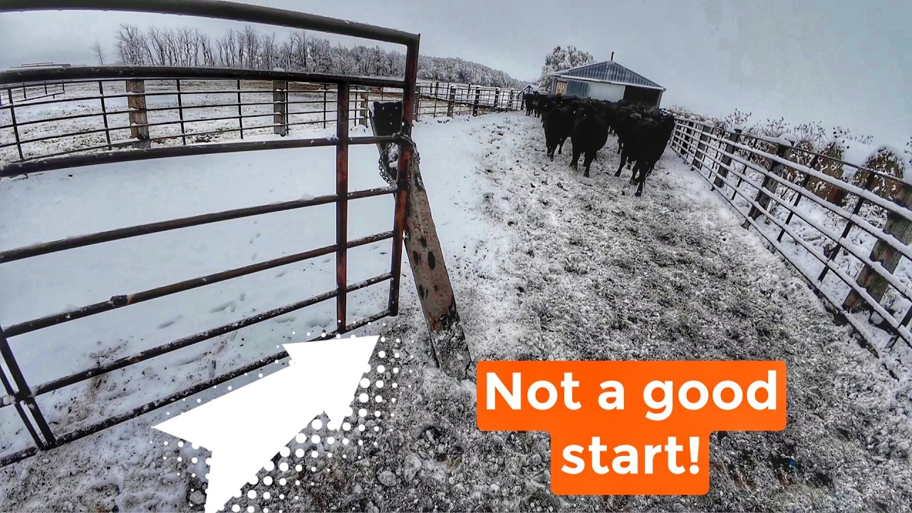 Preg Checking our herd! First Snow of the Season