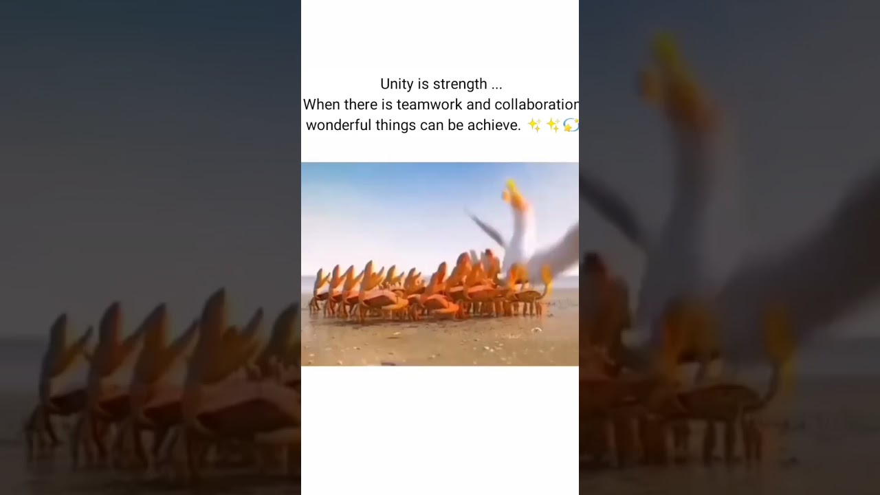 teamwork || animal 