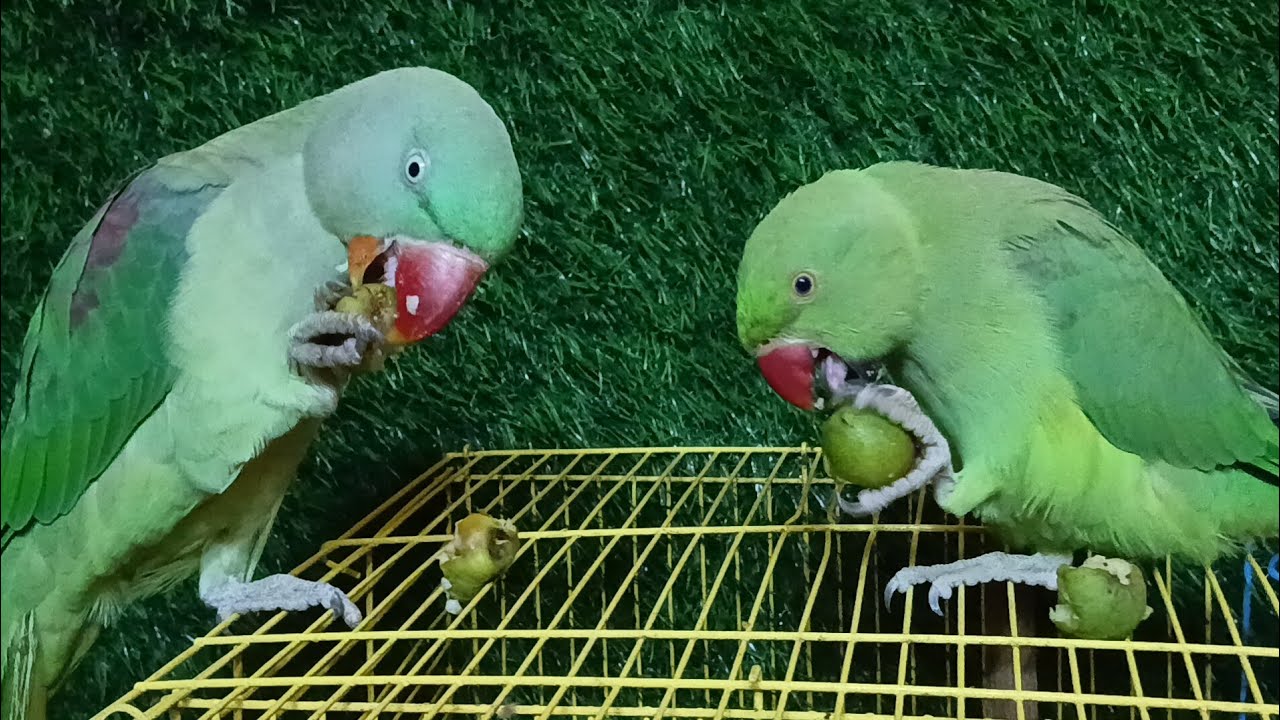 DimpalYadav  is live ringneck parrot live stream