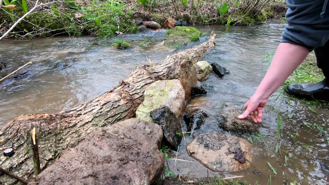 Stream Restoration Project | Deer Park 100% Natural Spring Water | BlueTriton Brands