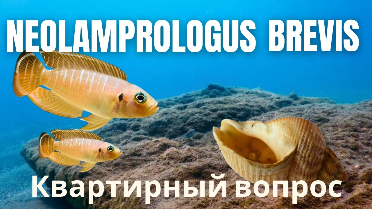 Как самец и самка уживаются в одной ракушке? Neolamprologus brevis