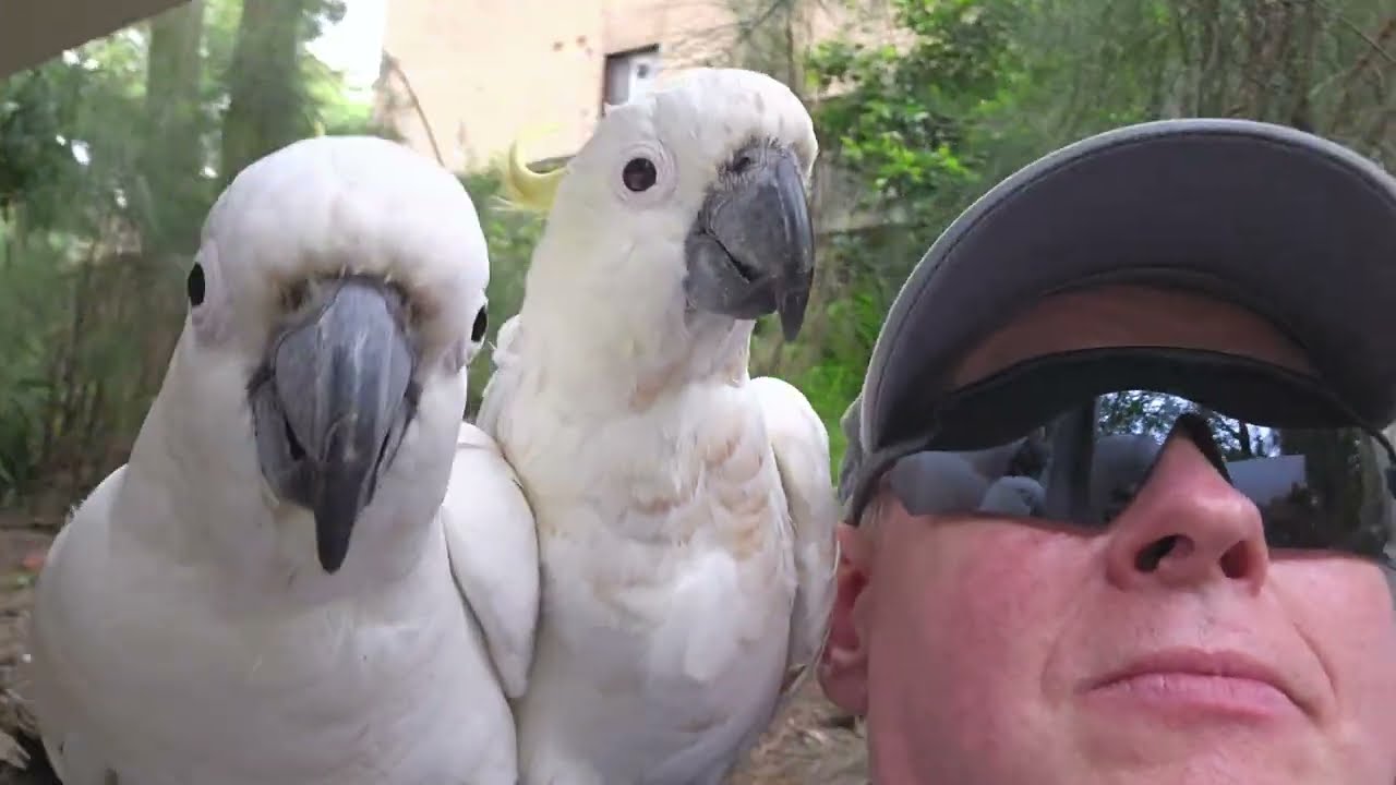 FootBirb, Lizzie, and their pet human.