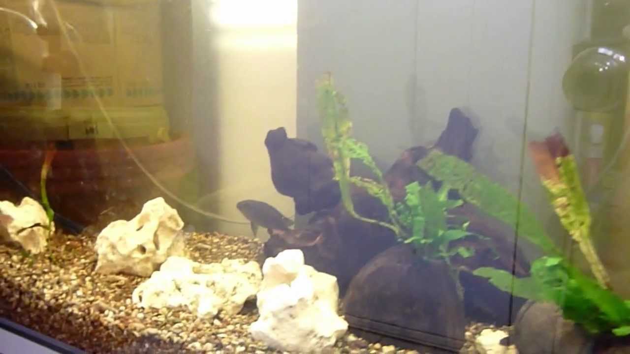 Orange Blotch Peacock Breeding Pair