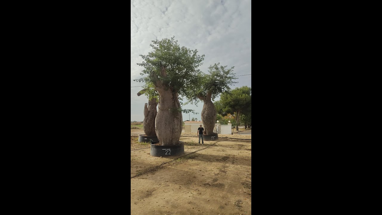 🌳✨ Chorisia ingens incroyable | L’arbre aux formes extraordinaires ✨🌳