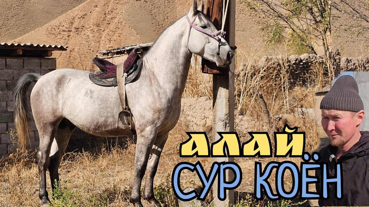 АЛАЙДАГЫ СУР КОЁН 🔥 БАЯмАН БАЛБАНДА