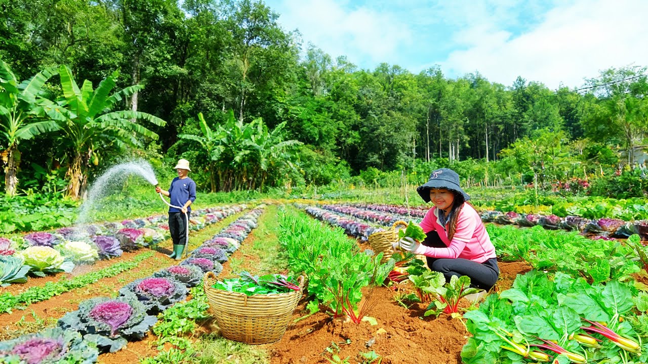 Harvest Rainbow Chard to Sell at the Market, Cook Stuffed Rainbow Chard Rolls – Garden Life