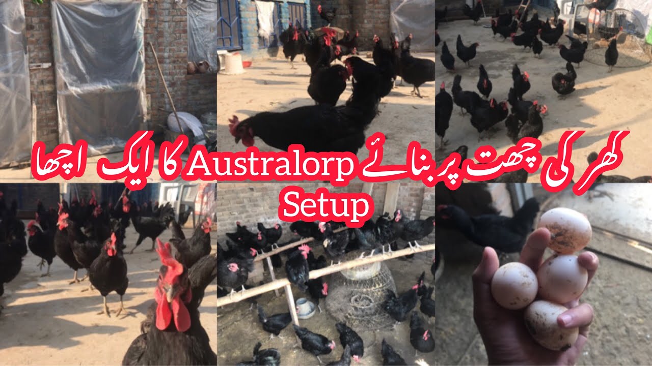 My Australorp setup on Rooftop | Rooftop poultry farming