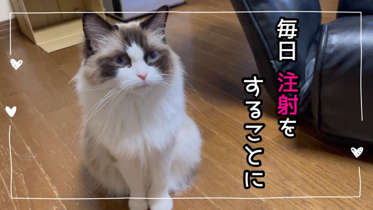 猫の糖尿病の原因は？自宅でインスリン注射！