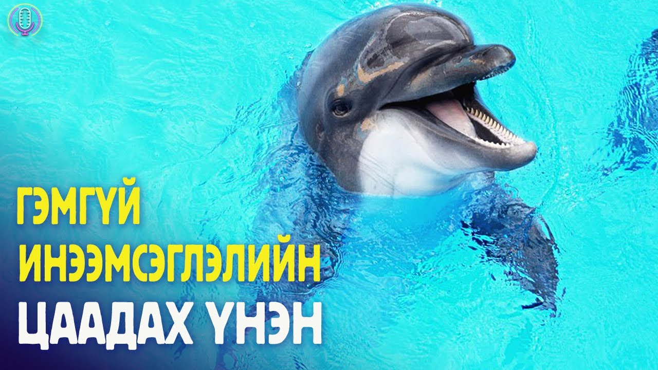 ДАЛАЙН ГАХАЙН ТАЛААРХ СОНИРХОЛТОЙ БАРИМТУУД