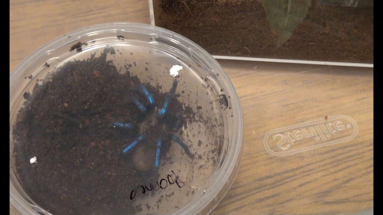 Bornean Neon Blue Leg Tarantula (Birupes simoroxigorum) First Look