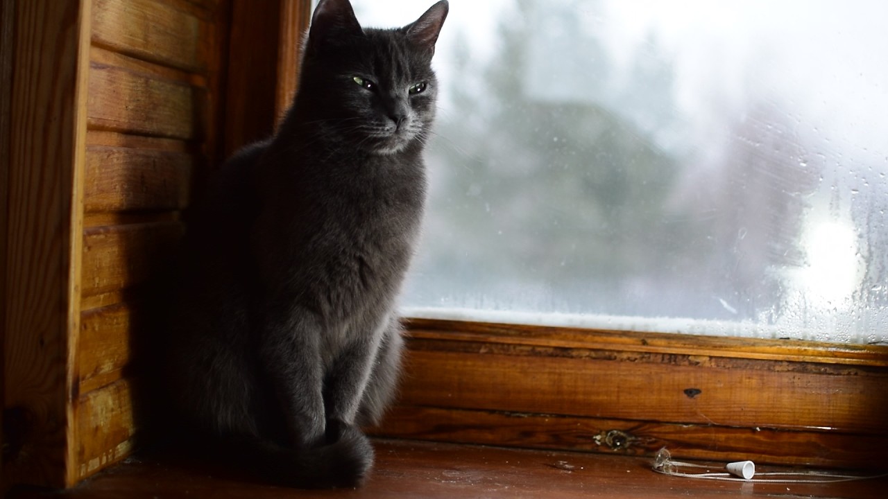 Коты зимой.