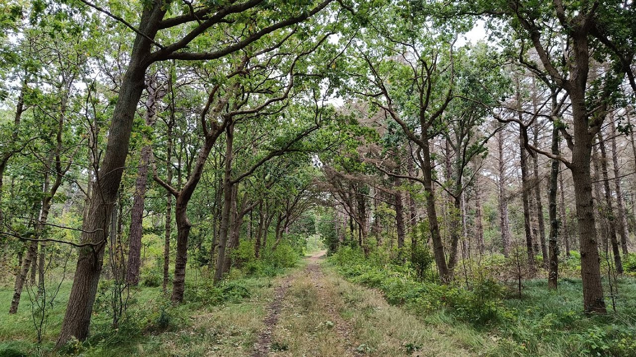 Wandern - Texel, Durch die Heidelandschaft Pieter Rozenvlak