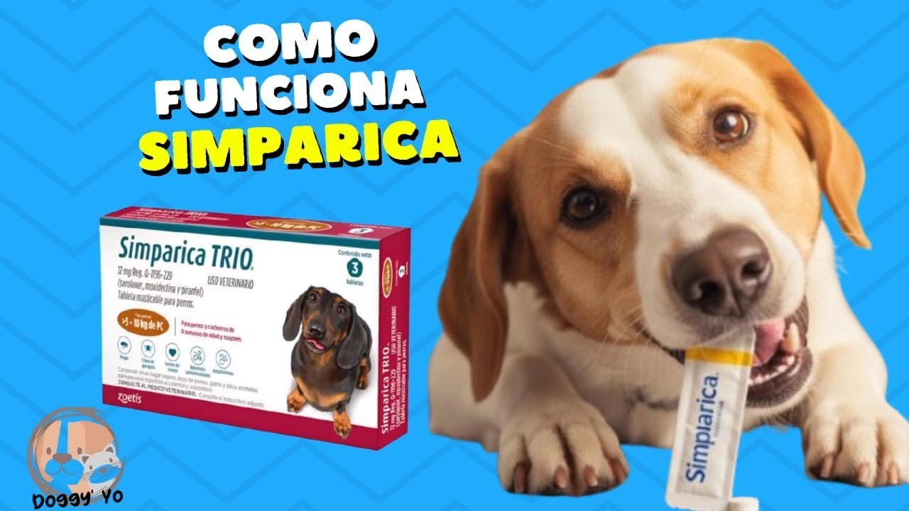 Simparica para perros 🐾 Cómo funciona y mi opinión veterinaria. 