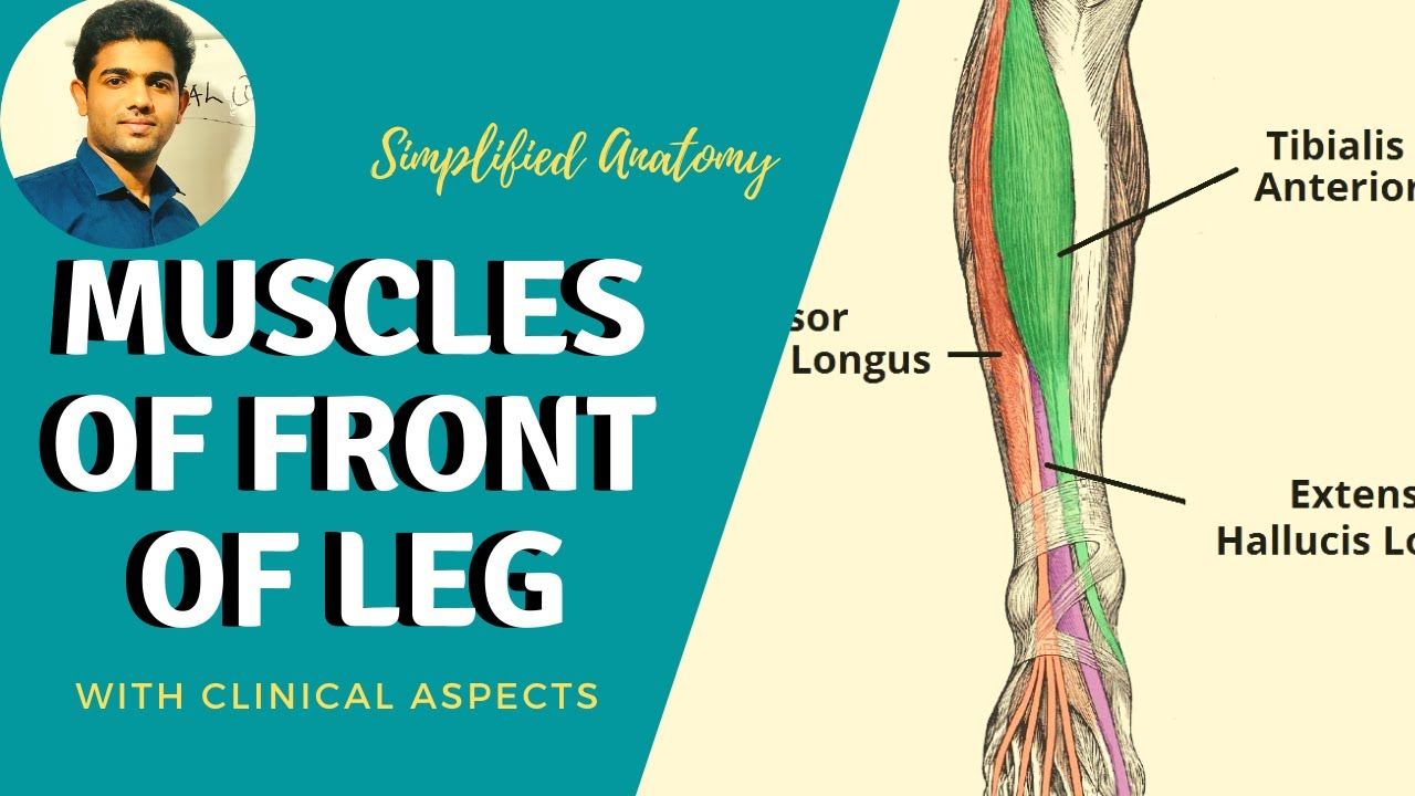 MUSCLES OF FRONT OF LEG | SIMPLIFIED ( Anterior Compartment 
