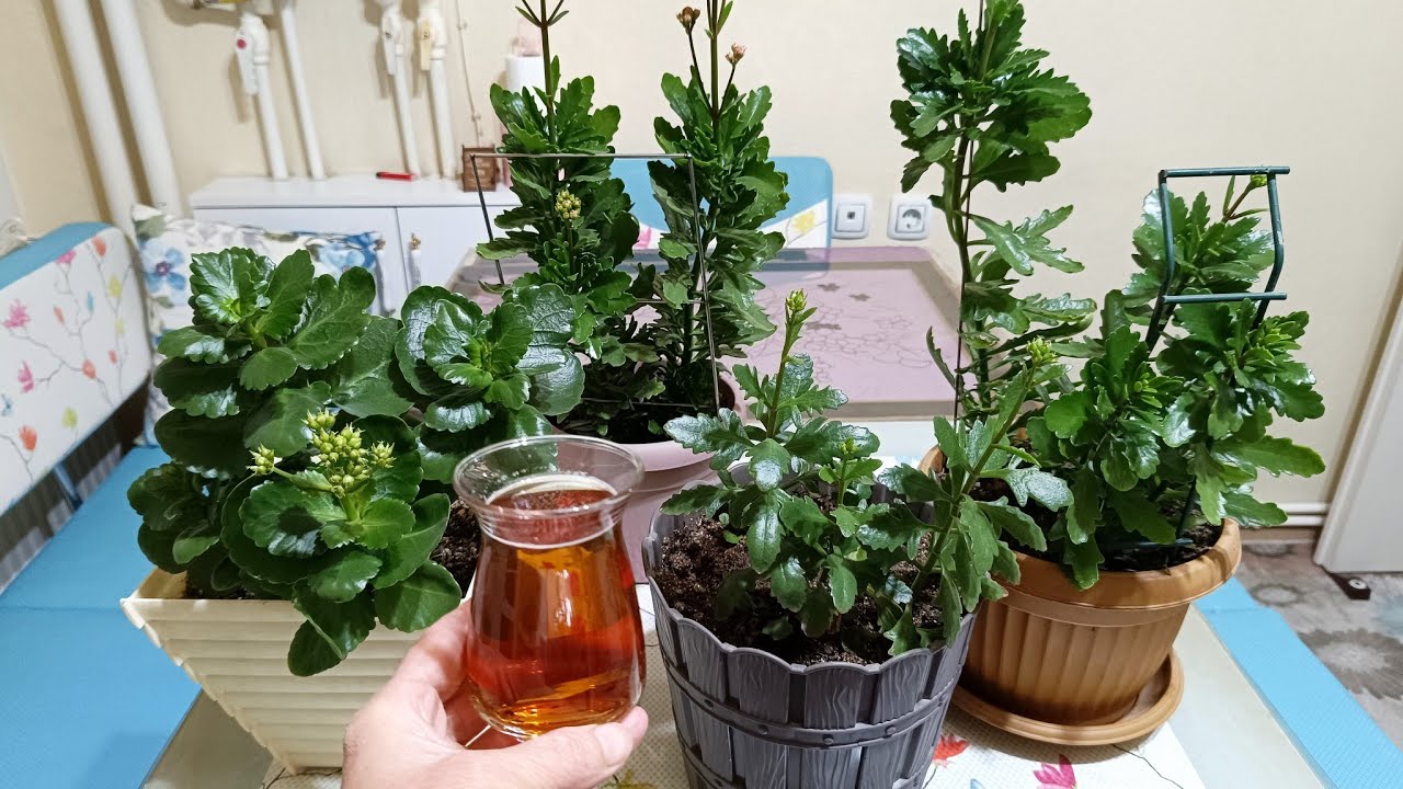 Kalanşo bakımı ‼️ İDDAA EDİYORUM kalanşolar hemen çiçek açmaya başladı 💯 kalanşo coşturan kür 💯