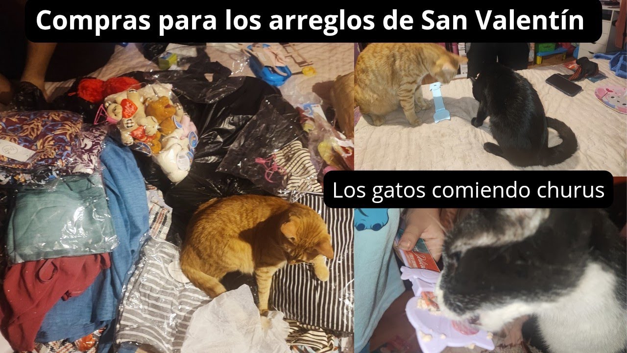 Los gatitos comiendo churus  + Fuimos a Santiago a comprar todo para San Valentín 