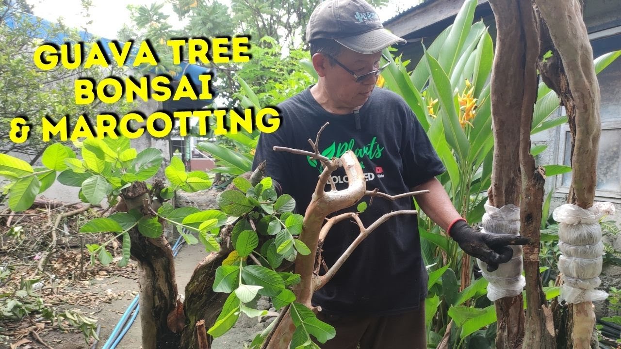 Guava Bonsai Tree | Marcotting Guava Tree