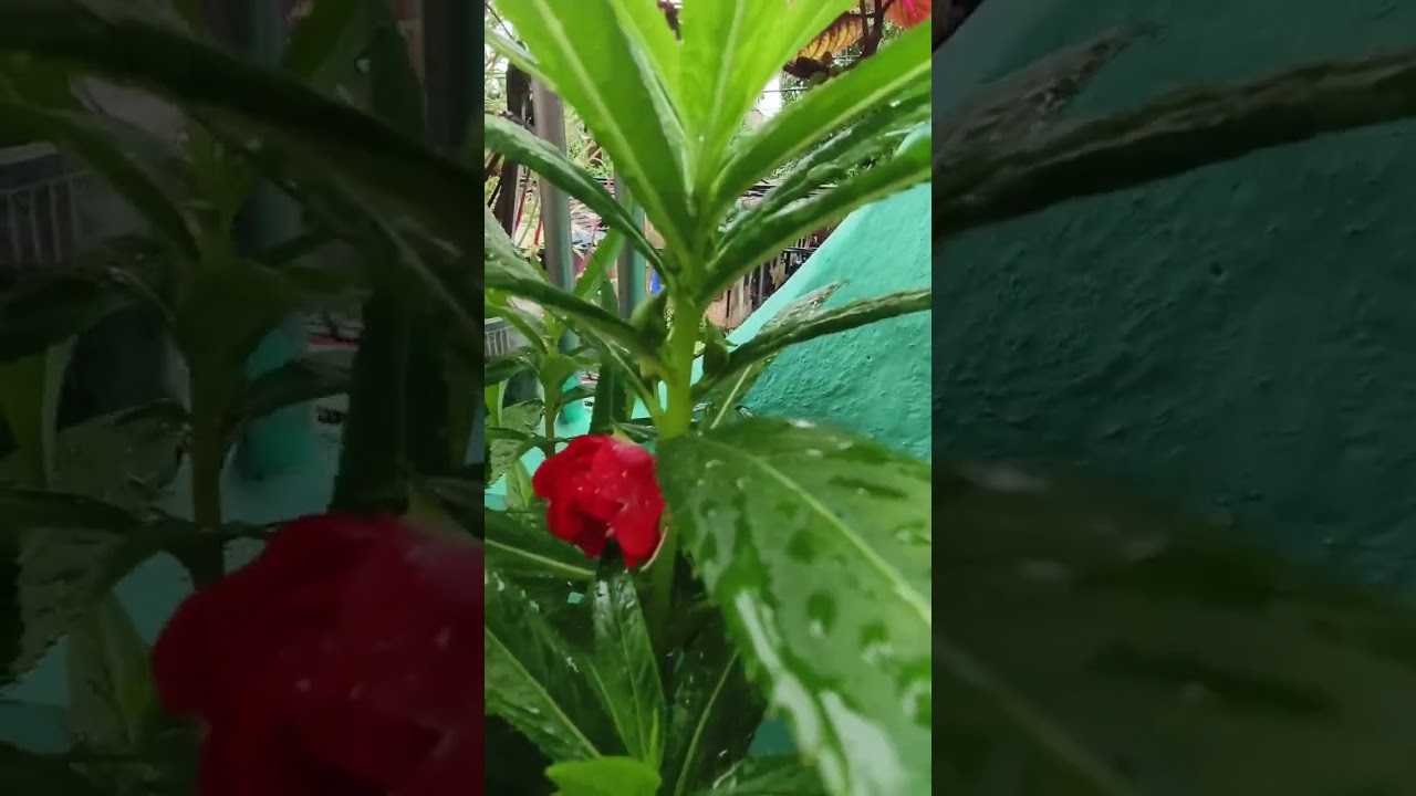 Dopati (Balsam) Plant blossom 🌸🌸🌸 