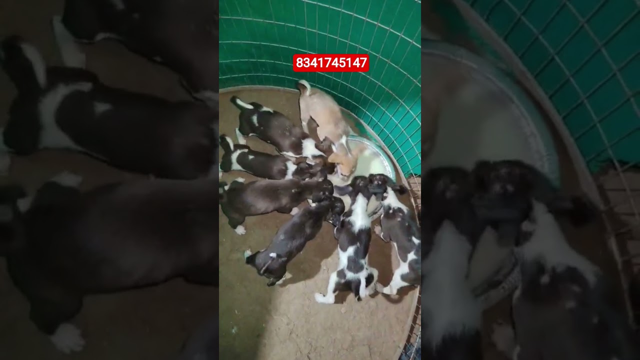 మనం జంతు ప్రేమికులం కాదు నిజమే🙆🐕🐶