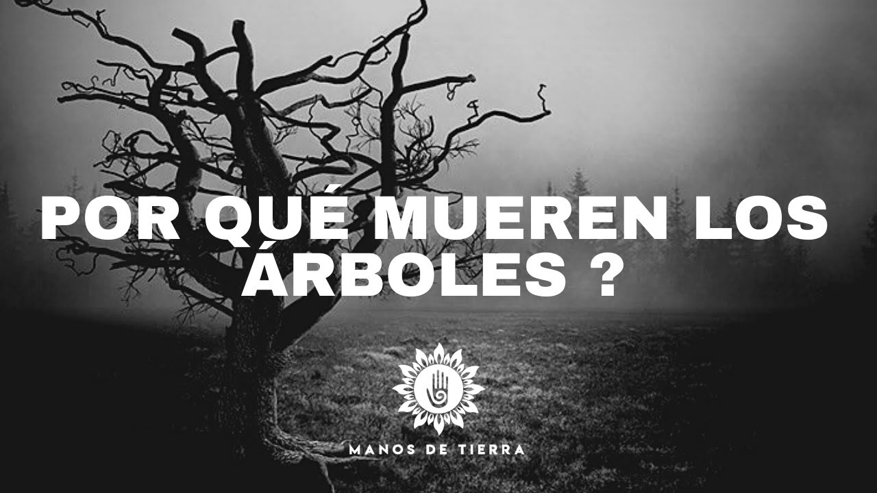 11 Razones Por Las Que Mueren ó Enferman Los Árboles