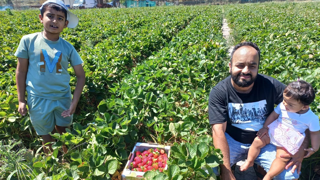 Best strawberries picking Farm Bullsbrook Western Australia |Our 2024 guide to strawberries picking|