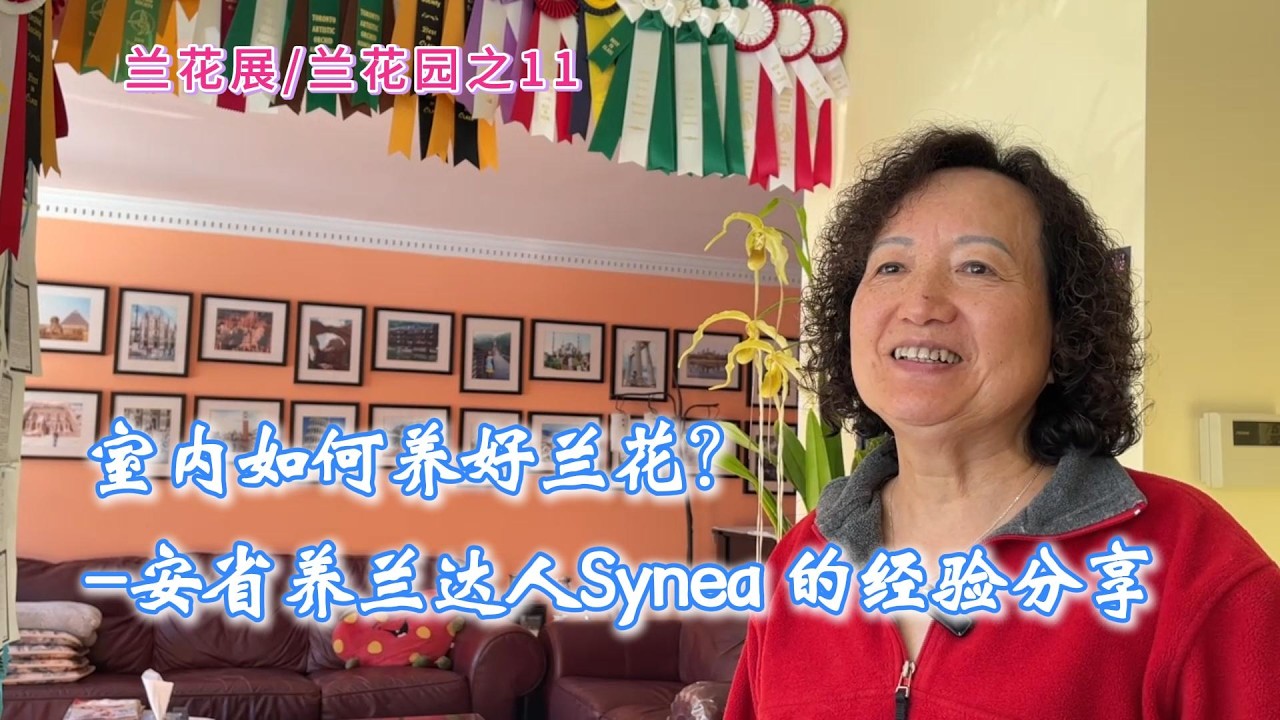 兰花展/兰花园之11 室内如何养好兰花？-安省养兰达人Synea Tan 的经验分享