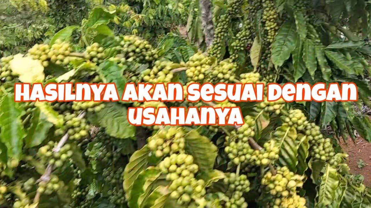 Menuju pemetikan yang ke2