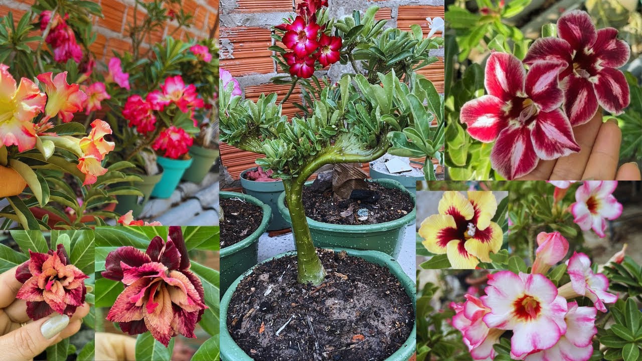 #rosasdodeserto :mais uma roseira pra minha coleção/depois do replante ficou assim😍#plantas #flores