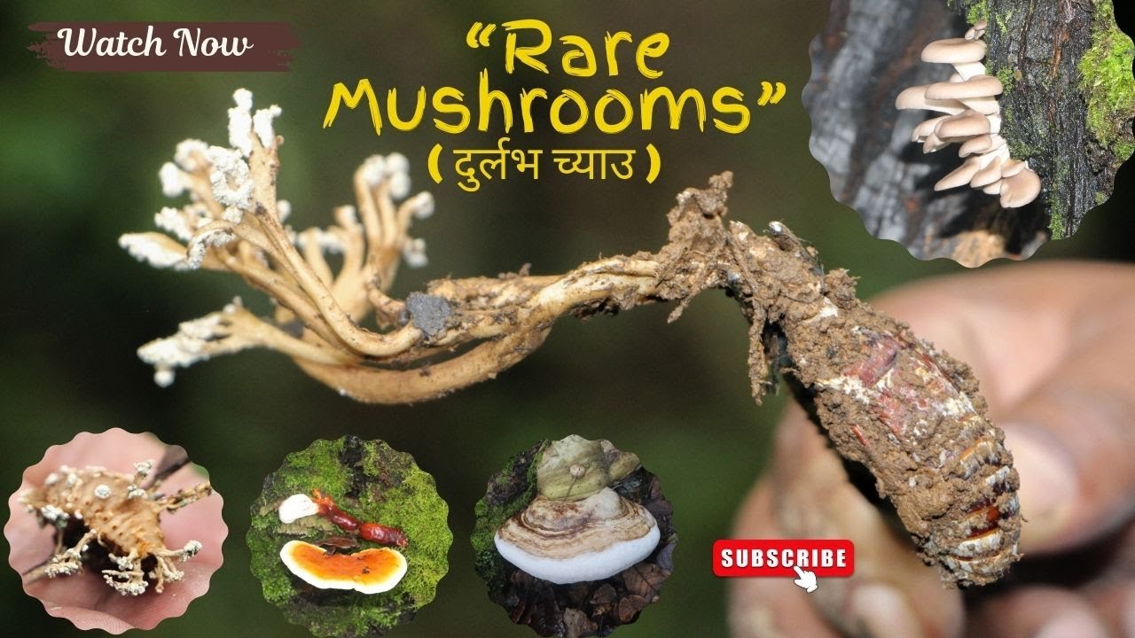 “Mushroom Hunting in Nepal | दुर्लभ औषधीय च्याउ भेटियो! Rare Medicinal Mushroom Found!” 🍄🌿
